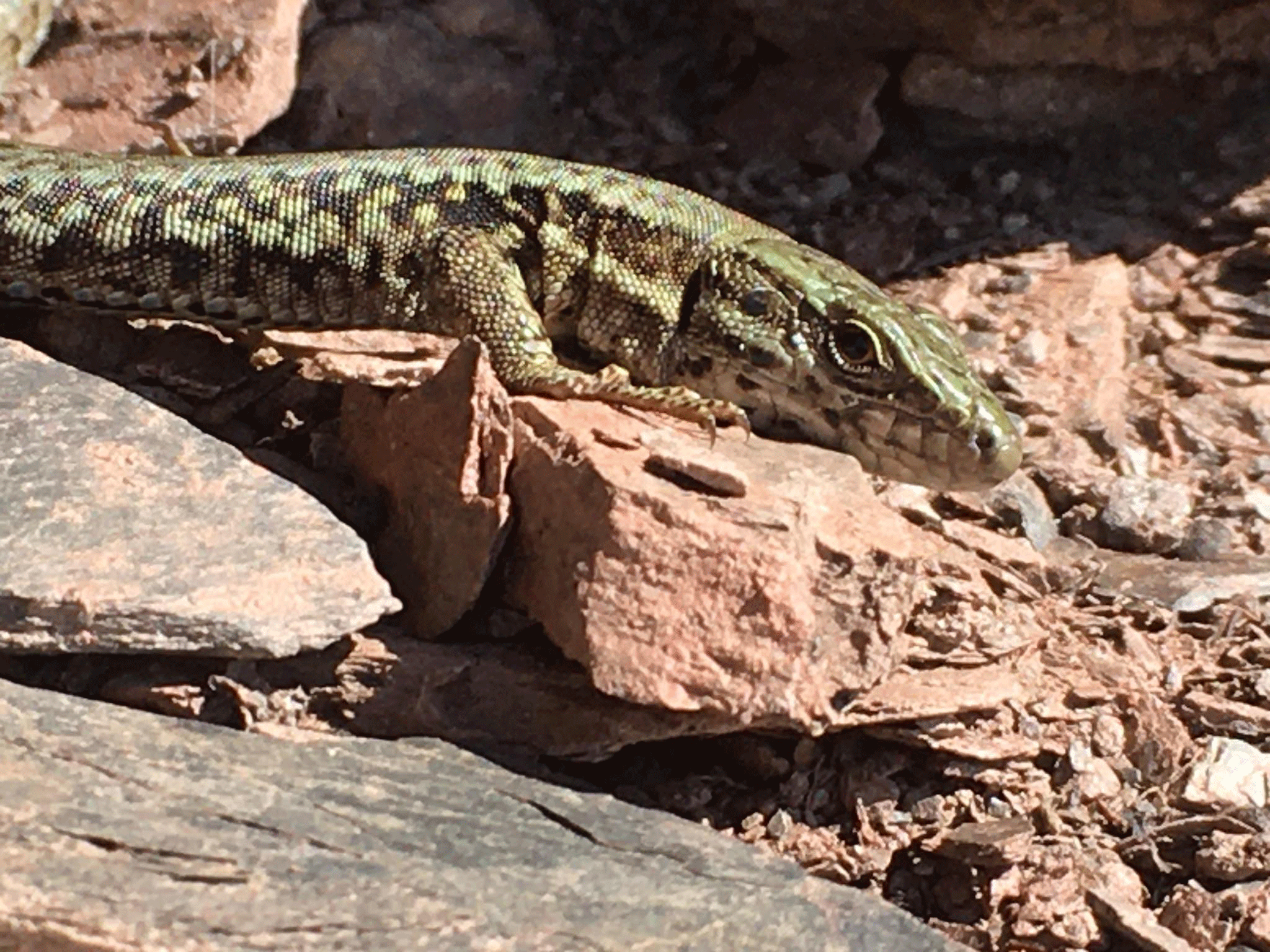 Mauereidechse-Trockenmauer